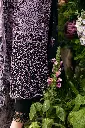 Mushq - Hemline Chikankari '24 Odyssey HMC-05 Luxe Lace